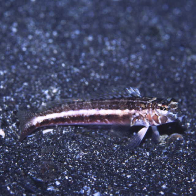 Parapercis pulchella